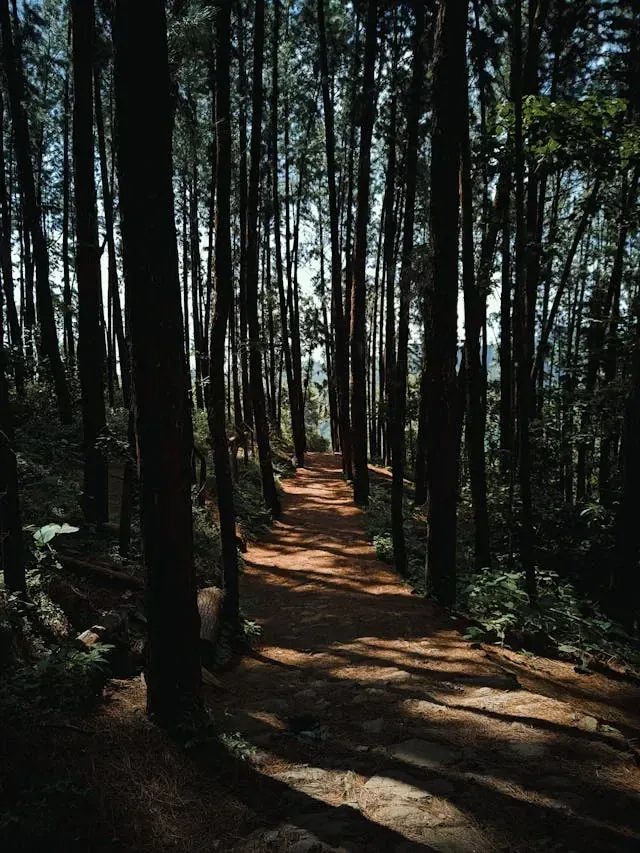 Pine Forest & Glass Bridge Jeep Safari